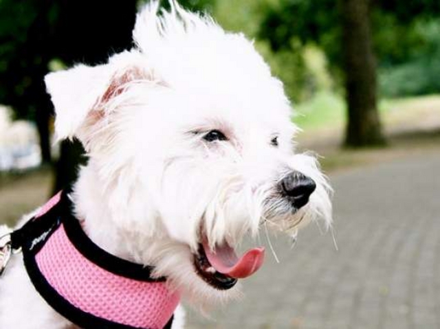 Colpo col cane dal guinzaglio rosaArrestati rapinatori delle farmacie
