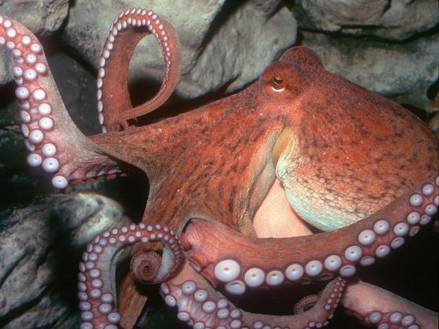 Tentacoli degli Abissia Gardaland Sea Life