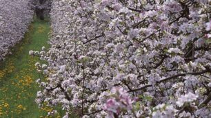 Primavera in Val di Non:adotta un melo per beneficenza