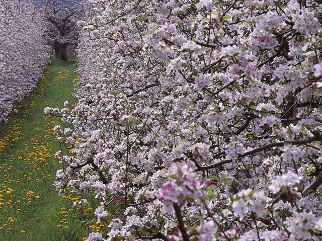 Primavera in Val di Non:adotta un melo per beneficenza