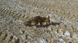 Vimercate, una volpe a RuginelloLa polizia locale tenta di salvarla