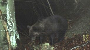 L’orso con gli occhi dei bambiniDisegni in mostra a Piazza Brembana