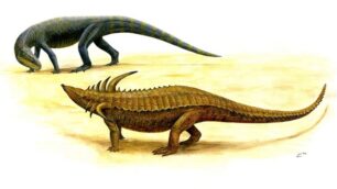 Ecco gli antenati dei dinosauriL’ultima scoperta di Dal Sasso