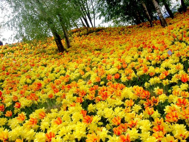 Scena: «Blumenhotel»soggiornare fra i fiori