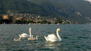 Mercatini e arte sul SebinoEcco cosa fare in queste feste