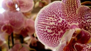 Musica e orchideea Roncobello