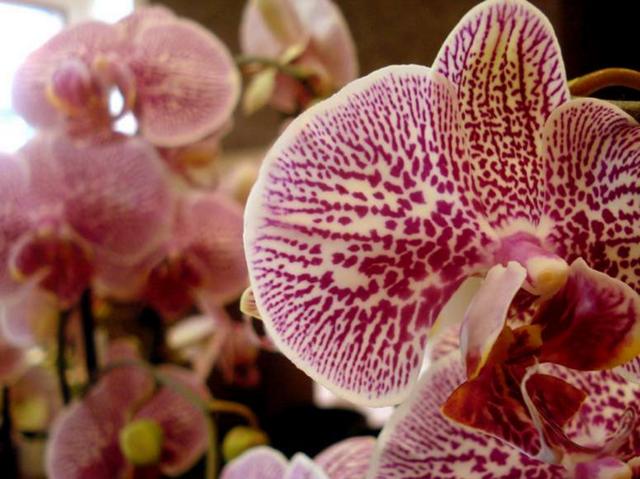 Musica e orchideea Roncobello
