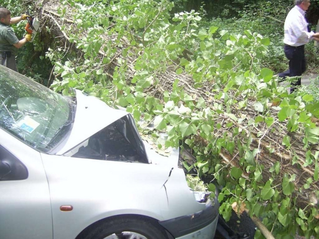 Un albero gli crolla sull’autoNe esce miracolosamente illeso