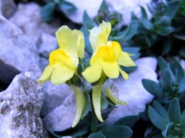 Al via Parco Vivotra fiori e farfalle