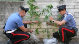 Marjuana nel giardino di casaBellusco, sequestro dei carabinieri