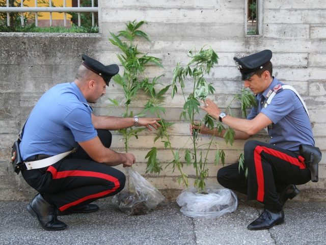 Marjuana nel giardino di casaBellusco, sequestro dei carabinieri