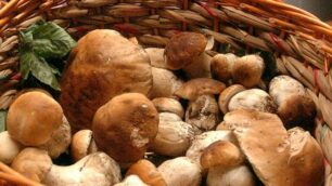 Funghi in mostrafesta a Gromo
