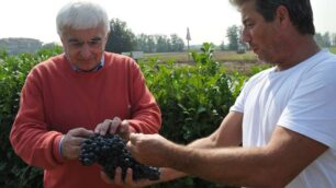 Vimercate, Oreno riscopre il vino:Crodello, Rosso ed Eporenum