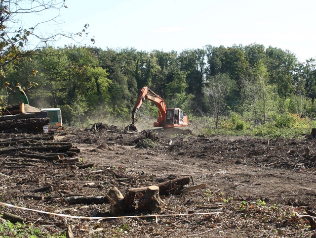 Disboscare per un esperimentoParco di Monza, infuriano le polemiche