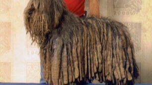 Un cane pastore bergamasco da recordE’ la campionessa Slanya del Piervez