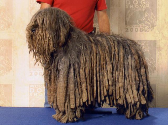 Un cane pastore bergamasco da recordE’ la campionessa Slanya del Piervez