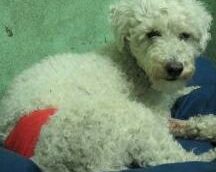 Cane investito con la sua padronaEnpa Monza lo salva per miracolo