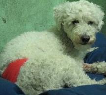 Cane investito con la sua padronaEnpa Monza lo salva per miracolo