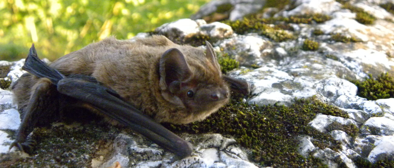 Il pipistrello, questo sconosciutoMostra a villa Mirabello dal 14