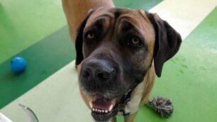 Ad Agrate ritorna l’ufficio animaliDue onlus per riaprire lo sportello