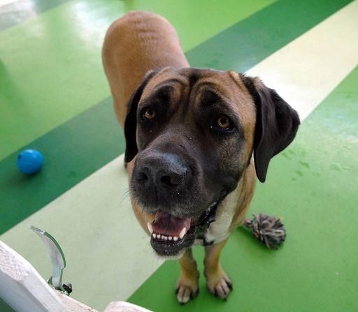 Ad Agrate ritorna l’ufficio animaliDue onlus per riaprire lo sportello