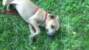 Il padrone la lascia all’EnpaCharlotte, cucciola di pitbull