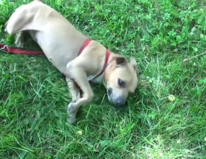Il padrone la lascia all’EnpaCharlotte, cucciola di pitbull