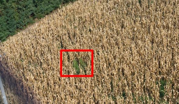 Cosa sai tu di un campo di grano?Che potresti trovarci marijuana