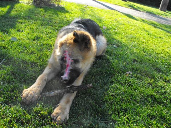 Monza è pronta per accogliereil cucciolo ferito con l’acido