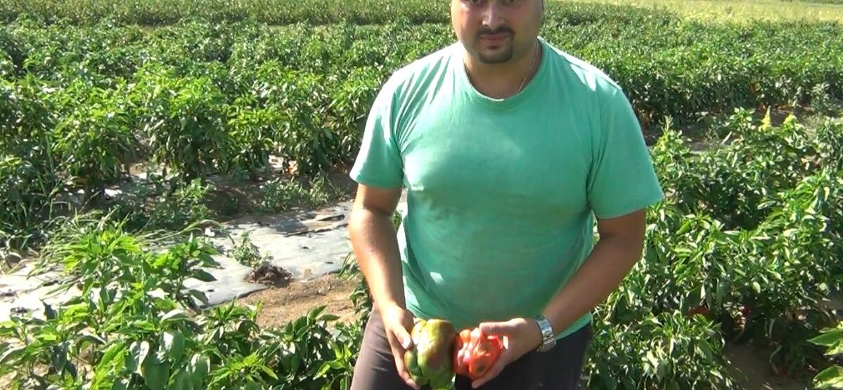 Allarme siccità in Brianzaagricoltura in ginocchio