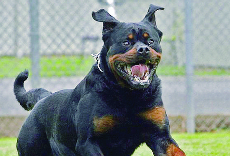 Giussano, azzannato da rottweiler
Sarà operato all’avanbraccio