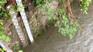 Crateri sulle strade per la pioggiaE il Lambro torna a ingrossarsi