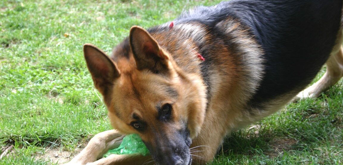 Un corso di tre lezioni a MonzaPer patentare i proprietari di cani