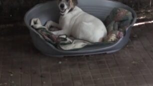 Max, la storia di un cucciolo «Gli hanno sparato alla zampa»