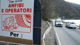 Campagna per salvare i rospi