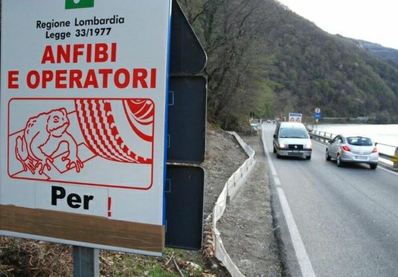 Campagna per salvare i rospi