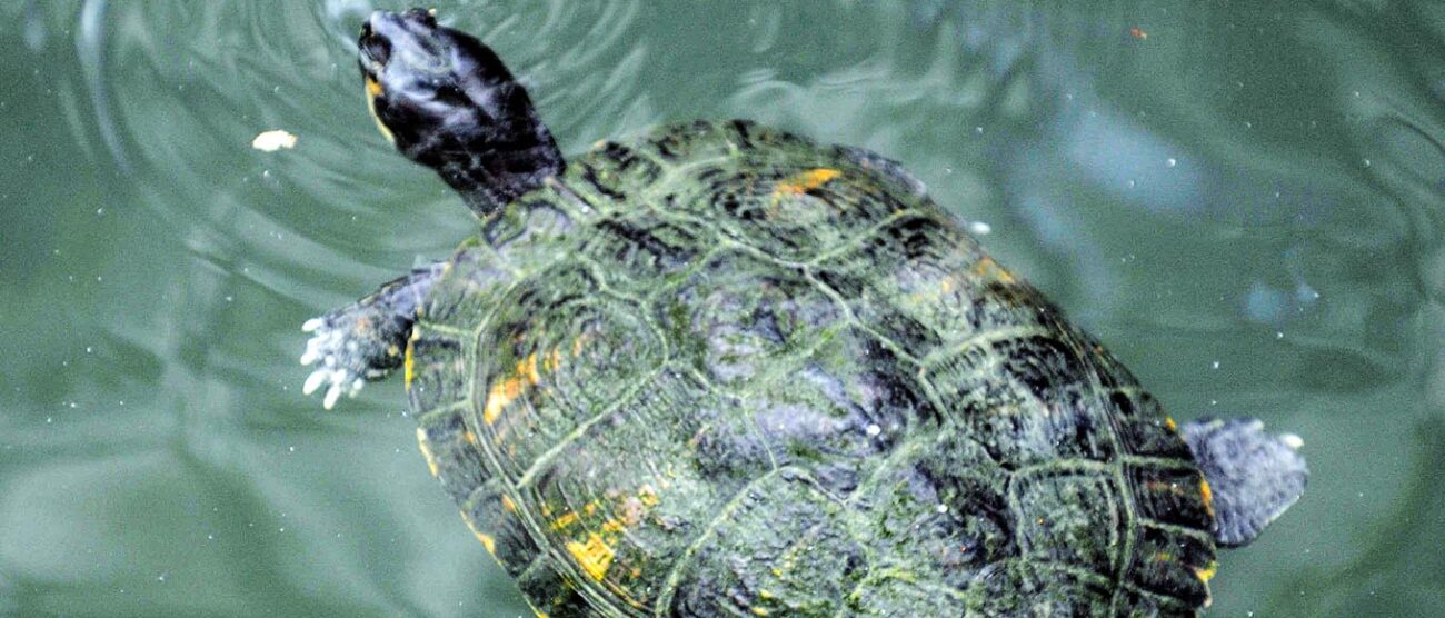 Pompe funebri per piccoli animali200 clienti per 15enne limbiatese