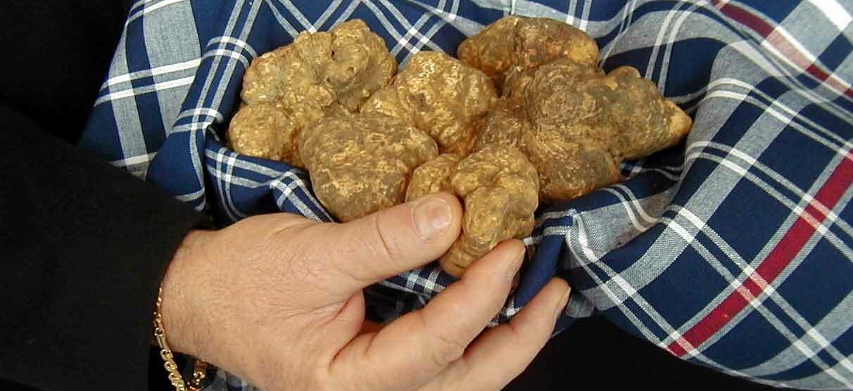 Il tartufo nero:un re del Piemonte