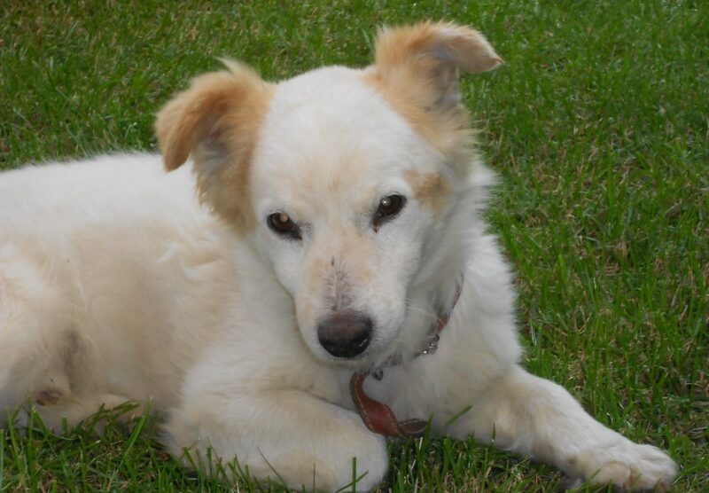 Il cane Balto di Carate Brianza