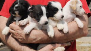 I cuccioli ritrovati a Giussano