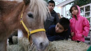 Anche un pony al canile di Monza