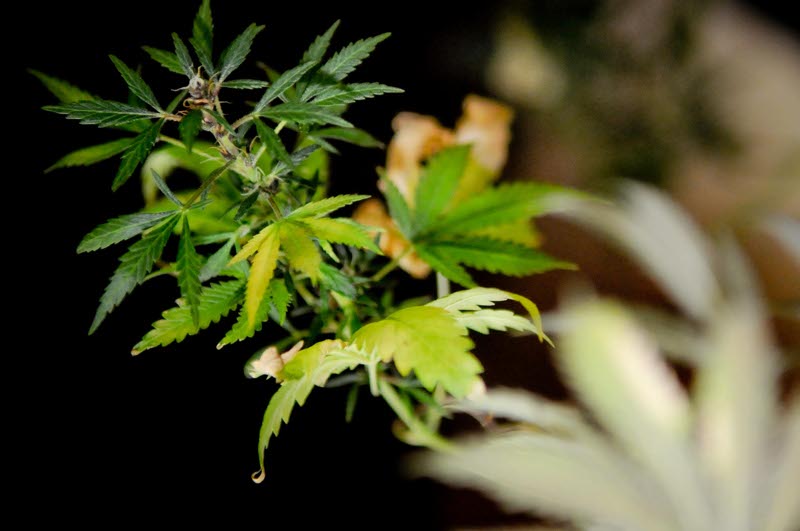 Pianta di marijuana