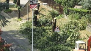 I tigli di viale Kennedy   abbattuti dalla Provincia.
