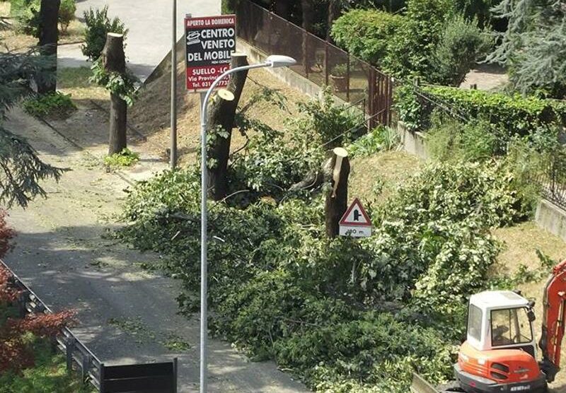 I tigli di viale Kennedy   abbattuti dalla Provincia.