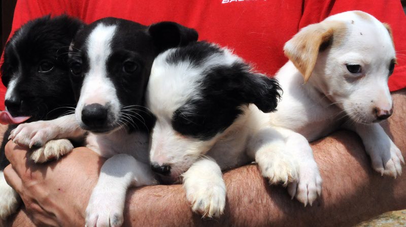 I quattro cagnolini subito adottati.