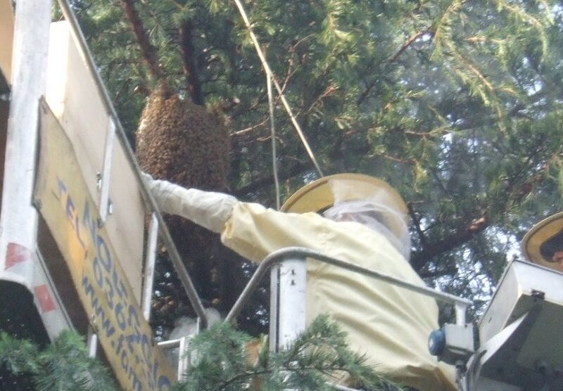 La Protezione civile al lavoro ai giardinetti di Limbiate.