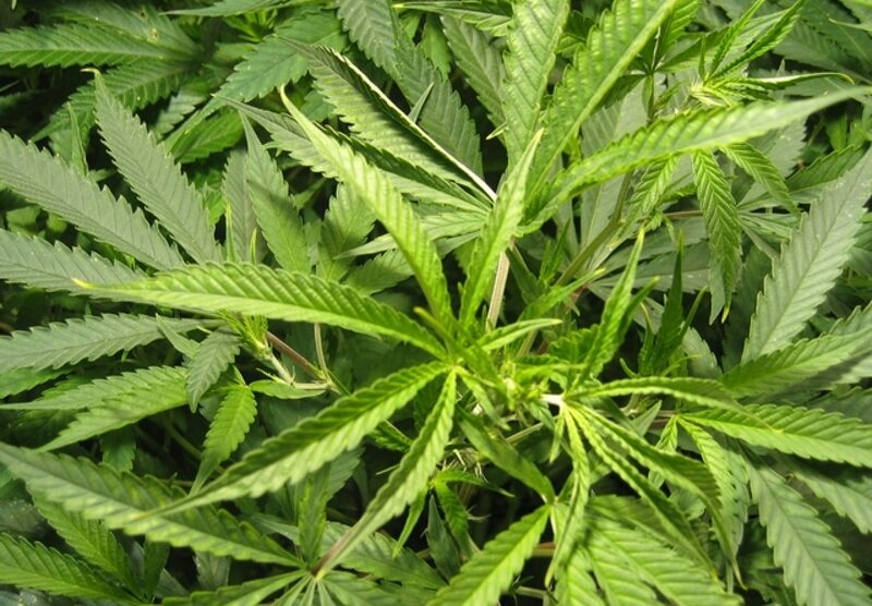 Marijuana