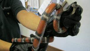 Il serpente sequestrato a Meda