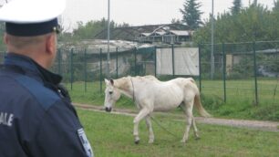 Il cavallo è stato riportato a casa