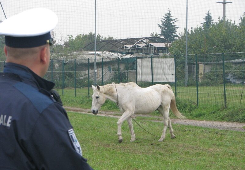 Il cavallo è stato riportato a casa